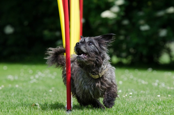 A dog slaloming between sticks